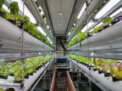 Autoponics Greenhouse Controller